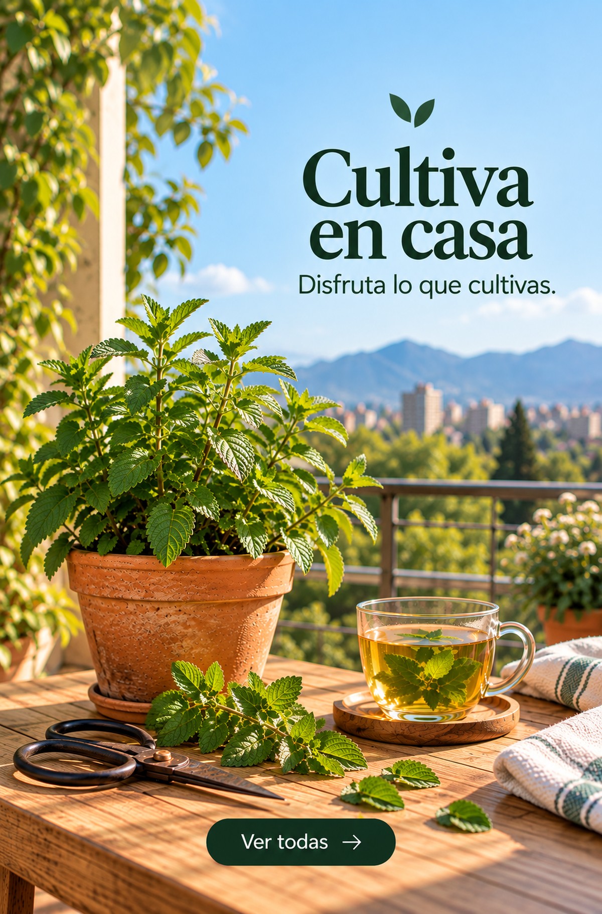 Aromáticas e infusiones